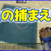 マイクラ,minecraft,魚,ウーパールーパー