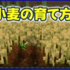 小麦の育て方