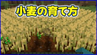 小麦の育て方