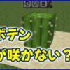 サボテンの花が咲が咲かない？