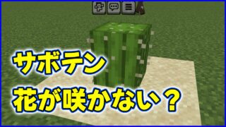 サボテンの花が咲が咲かない？