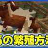 馬の繁殖方法